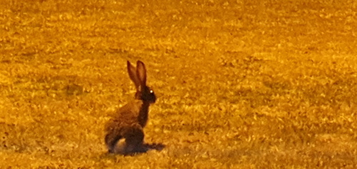 Scrub Hare