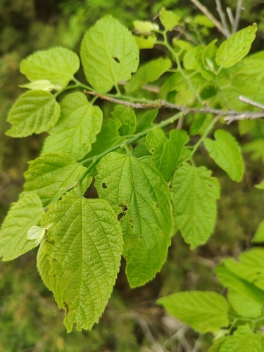 common hackberry