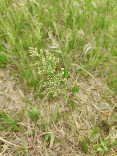 Smooth Meadow-grass