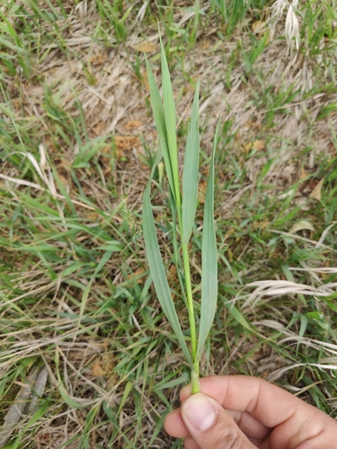 Smooth Brome