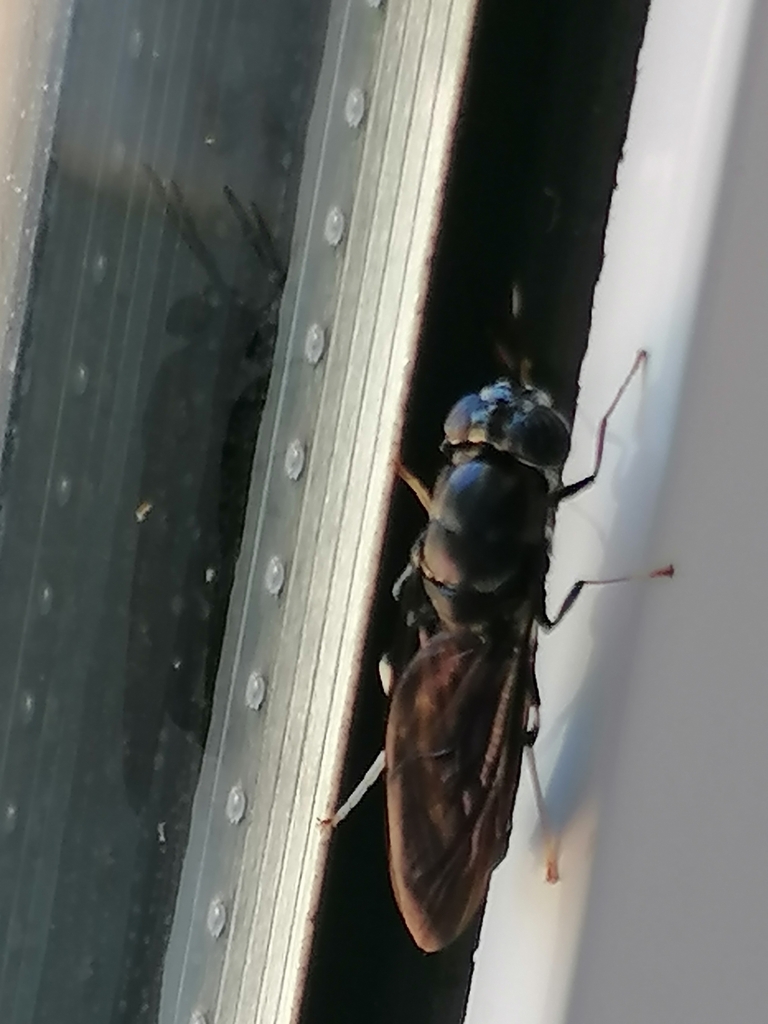 black-soldier-fly-from-8800-luz-portugal-on-may-15-2023-at-03-56-pm