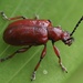 Onion Beetle - Photo (c) Michael Bierbaumer, all rights reserved, uploaded by Michael Bierbaumer