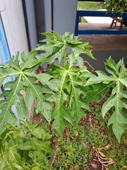 Carica papaya image