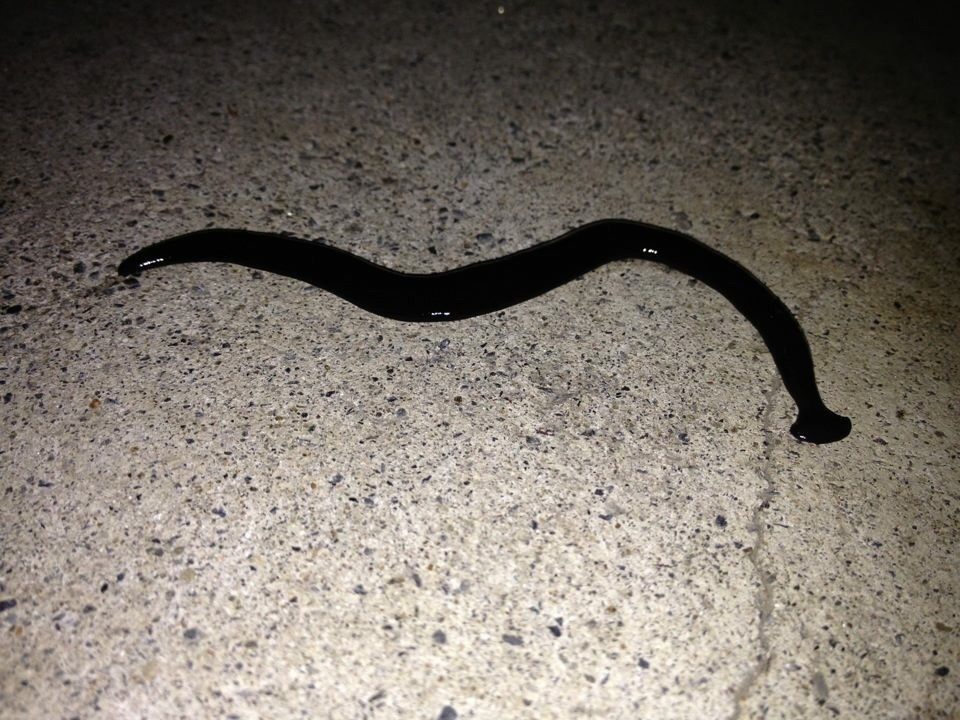 broadhead planarians from 伊奈12991, あきる野市, 東京都, JP on May 4, 2012 at 09