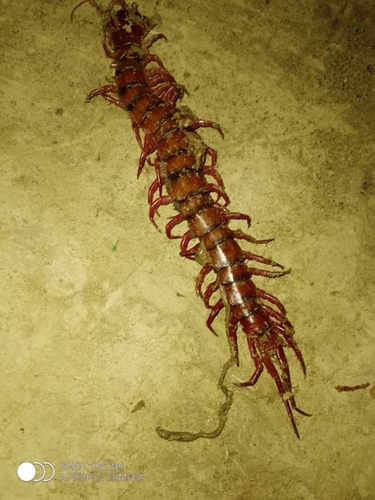 Vietnamese Centipede