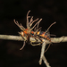 Ophiocordyceps humbertii - Photo 由 Flown Kimmerling 所上傳的 (c) Flown Kimmerling，保留所有權利