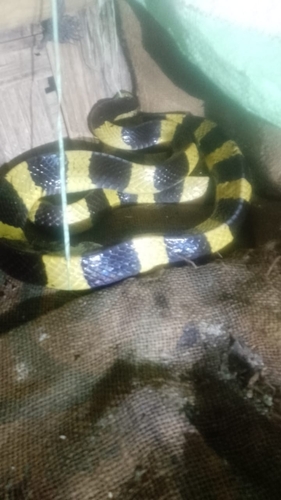 Banded Krait
