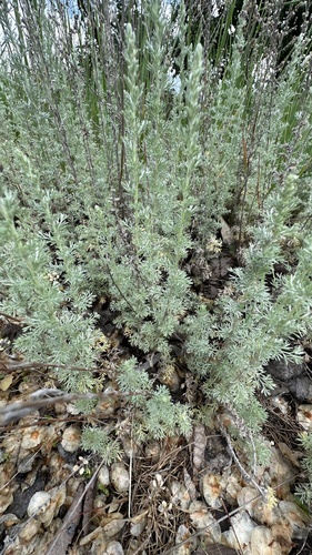 Austrian Mugwort