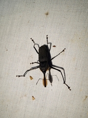 Rhinostomus barbirostris image