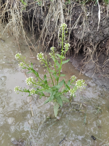 field penny-cress