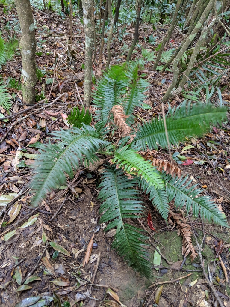 Plagiogyria falcata (Plagiogyria falcata)