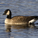 Richardson's Cackling Goose - Photo (c) Richard Bunn, all rights reserved