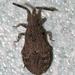 Scolopocerus - Photo (c) Cody Hough, all rights reserved, uploaded by Cody Hough