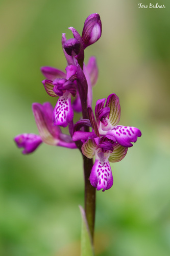 Anacamptis morio caucasica