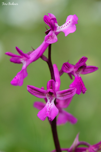 Orchis anatolica