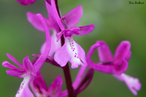 Orchis anatolica