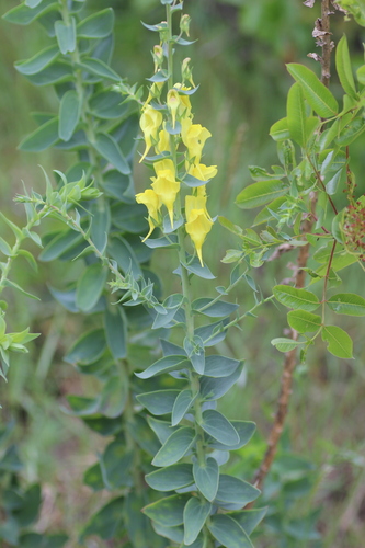 Balkan toadflax