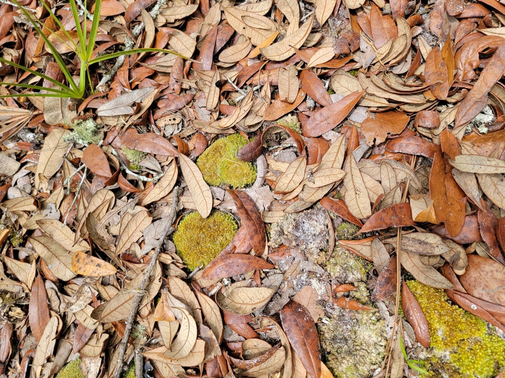 mosses from Lettuce Lake Park Boardwalk and Nature Trail Observation Tower on May 16, 2023 at 02