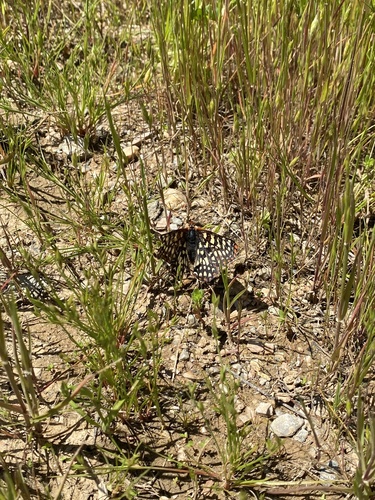 iNaturalist observation photo of Variable Checkerspot