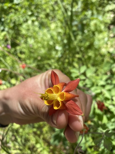 iNaturalist observation photo of western columbine