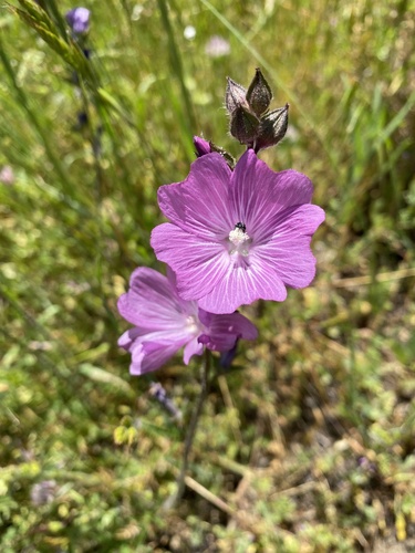 iNaturalist observation photo of checkerbloom