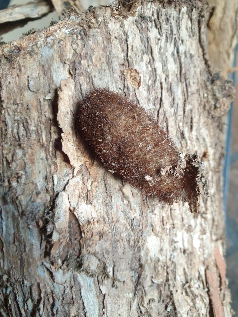 Butterflies and Moths in May 2023 by tomyt. On wood heap. Egg sac ...