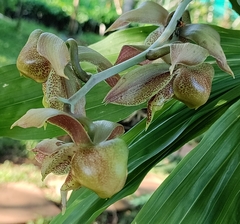 Catasetum maculatum image