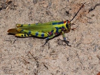 Genus Poecilocerastis · iNaturalist