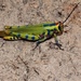 Poecilocerastis tricolor - Photo (c) Glyn Lewis, all rights reserved, uploaded by Glyn Lewis