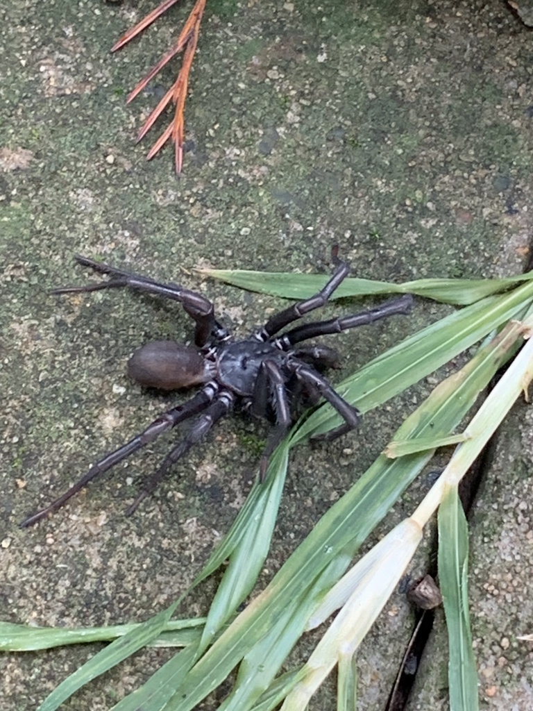 Cataxia from Tor St, Wilsonton Heights, QLD, AU on May 16, 2023 at 12
