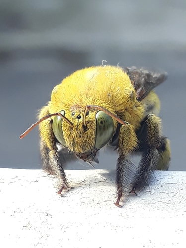 Pubescent Carpenter Bee