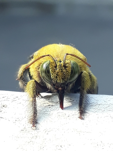 Pubescent Carpenter Bee