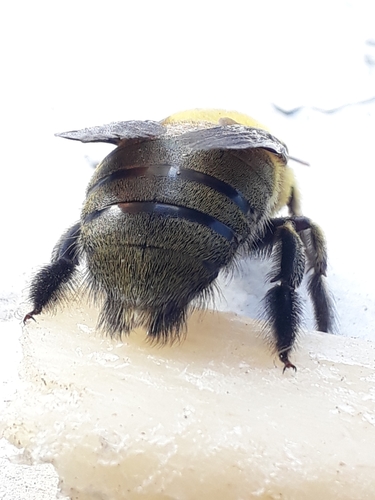 Pubescent Carpenter Bee