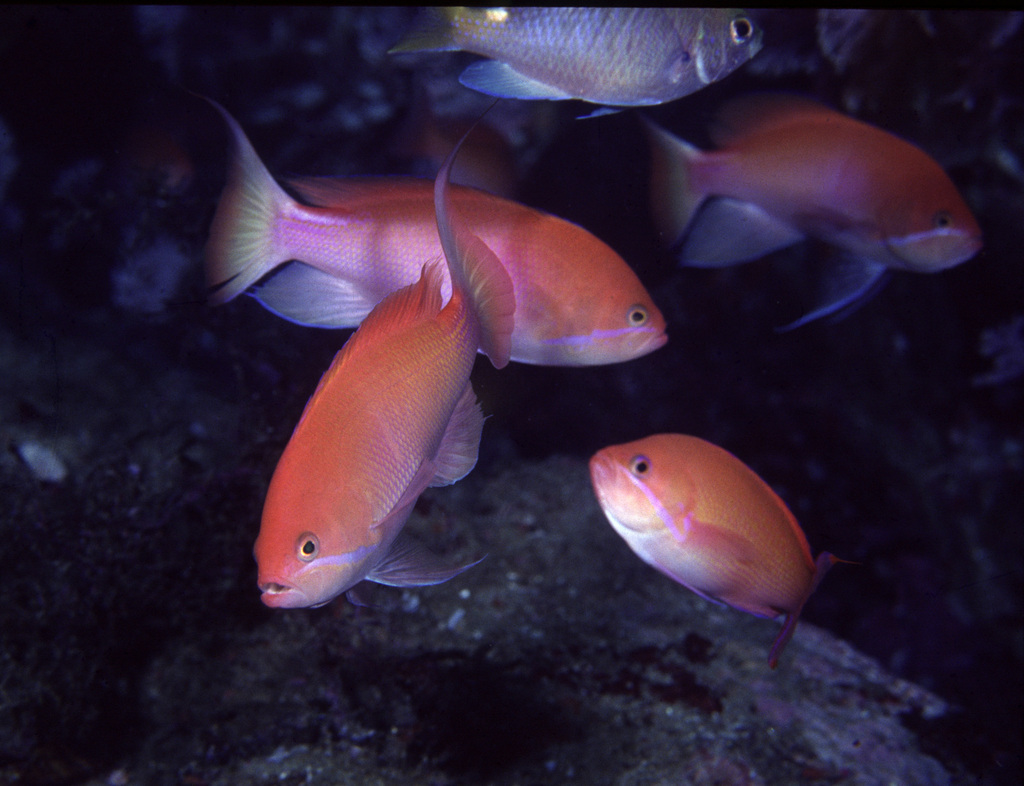 Arabian Anthias