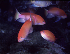 Arabian Anthias
