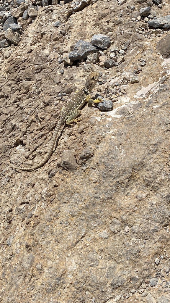 Eastern Collared Lizard from Franklin Mountains State Park, El Paso, TX ...