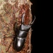Serrognathus titanus platymelus - Photo (c) amuba, todos los derechos reservados, subido por amuba