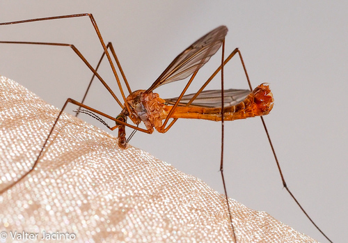 Tipula pustulata