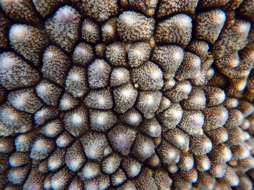 How to identify Acropora monticulosa (Brüggemann, 1879)