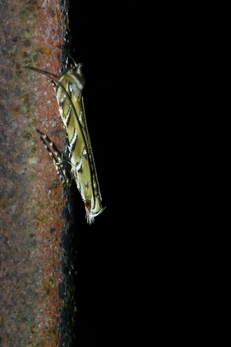 Acrocercops cocciferellum thumbnail