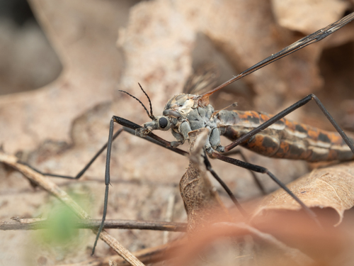 Tipula dorsimacula