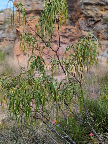 Ischnolepis graminifolia