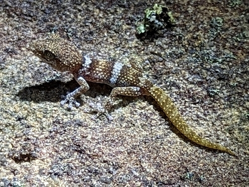 Betroka Leaf-toed Gecko