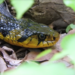 Tiger Keelback - Photo (c) Archer Callaway, all rights reserved, uploaded by Archer Callaway