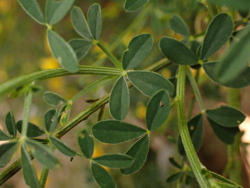Portuguese Broom
