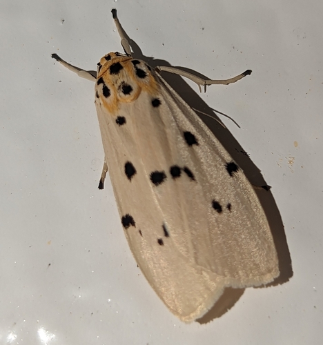 Eilema kingdoni