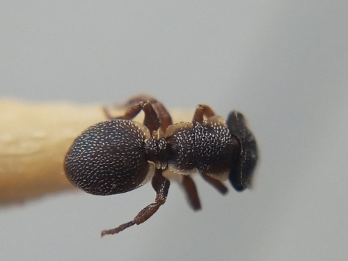 Cephalotes liepiniCephalotes liepini