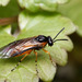 Bugle Sawfly - Photo (c) sylvester_k, all rights reserved, uploaded by sylvester_k