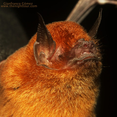 Image of Pteronotus personatus