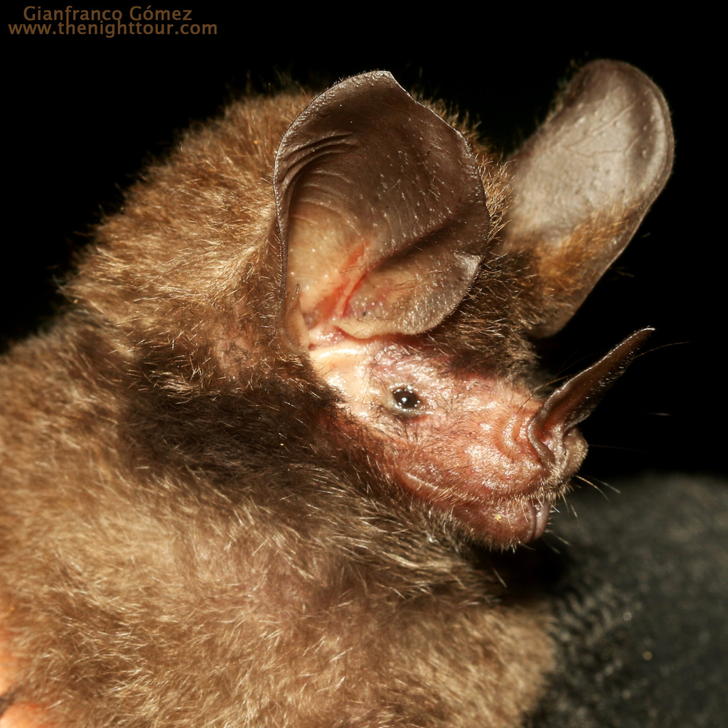 Common Big-eared Bat (Micronycteris microtis)